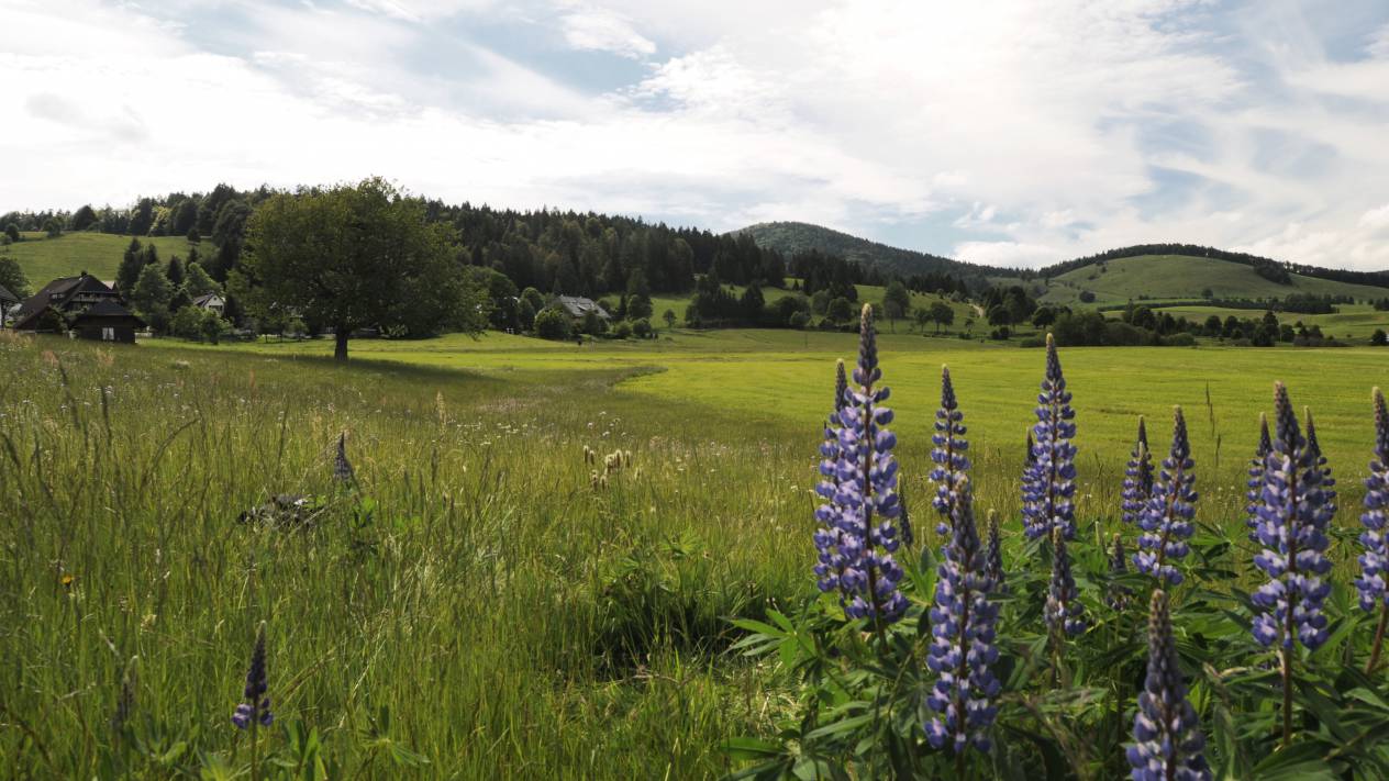 Wunderschöne Natur in Bernau im Schwarzwald