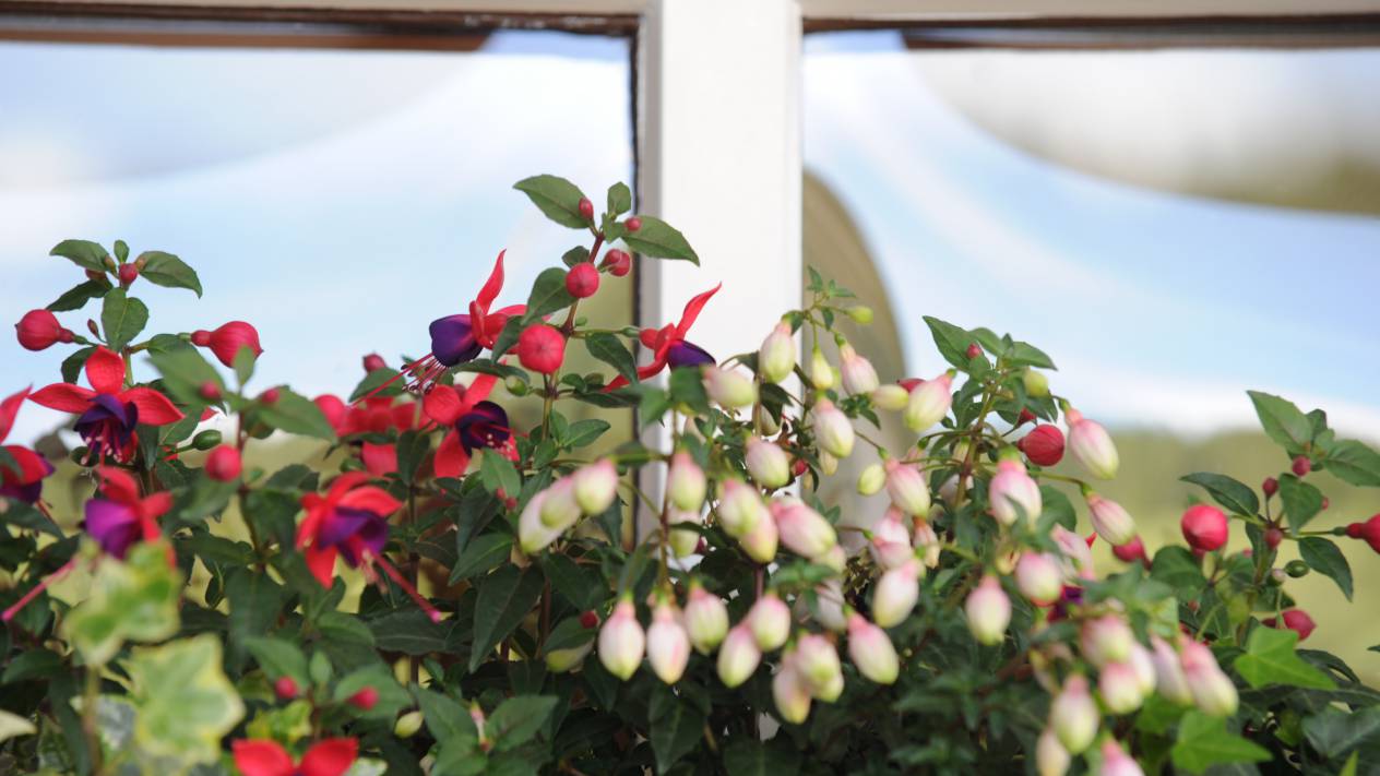 Farbenfrohe Blumendekoration im Breggers Schwanen