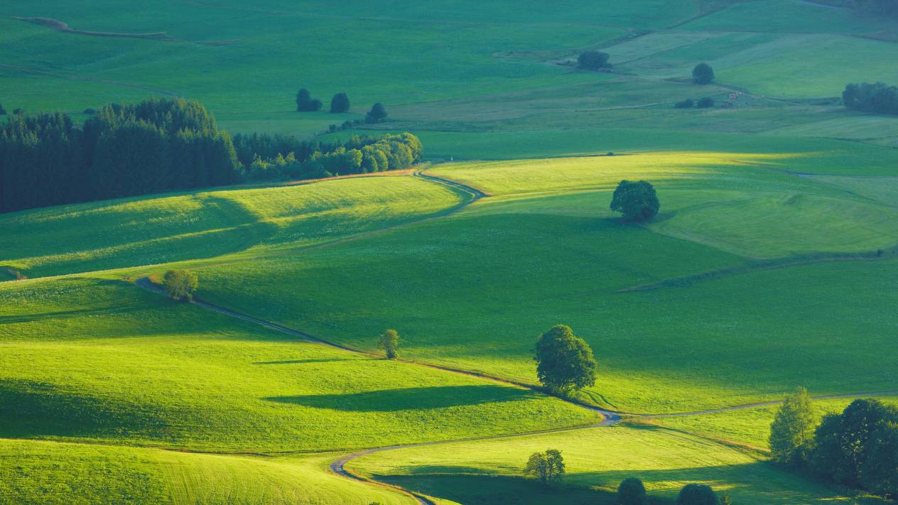 Grüne Landschaft des Schwarzwalds